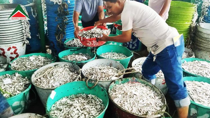 কাপ্তাই হ্রদে প্রথম দিনেই ৬০ মেট্রিক টনের অধিক মাছ আহরণ